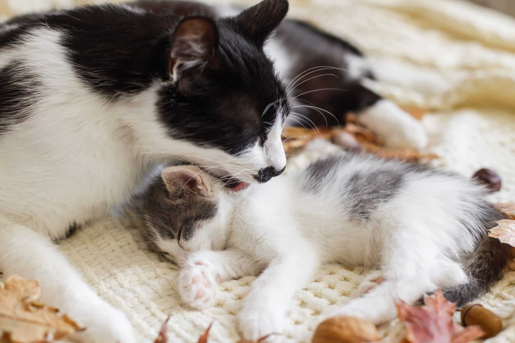 Why Do Cats Lick Each Other? 6 Reasons for Allogrooming