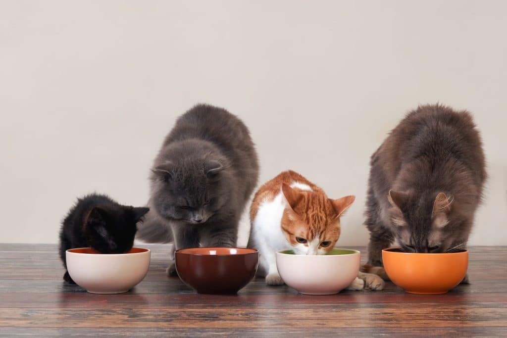 Gatos desnutridos comiendo juntos