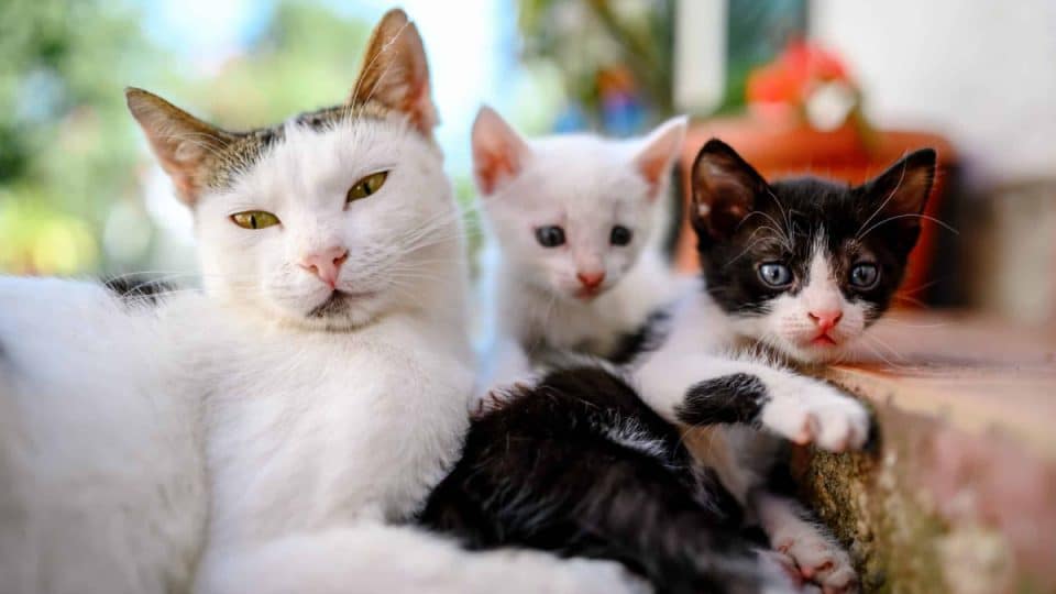 Can having too many cats make you sick?
