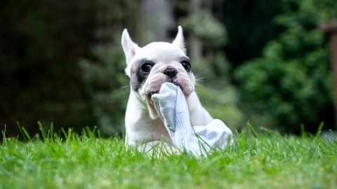 Close up of Pied French Bulldog puppy chewing on a piece of sock