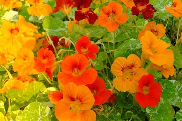Nasturtium flower blooms