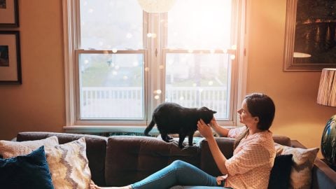 Cat sitter petting cat on sofa