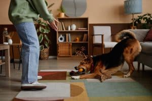 Playing with dog in living room