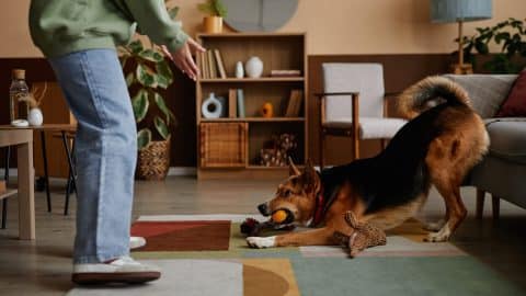 Playing with dog in living room