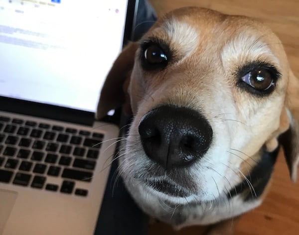 Reason not to get a dog: they're needy