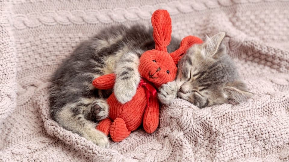 Kitten snuggles on blanket with stuffed rabbit toy