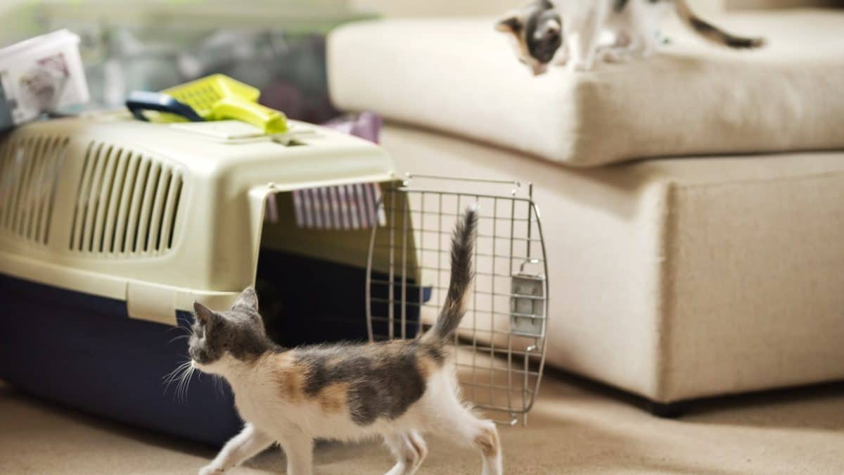 How to Take Care of a Kitten: A Comprehensive Guide