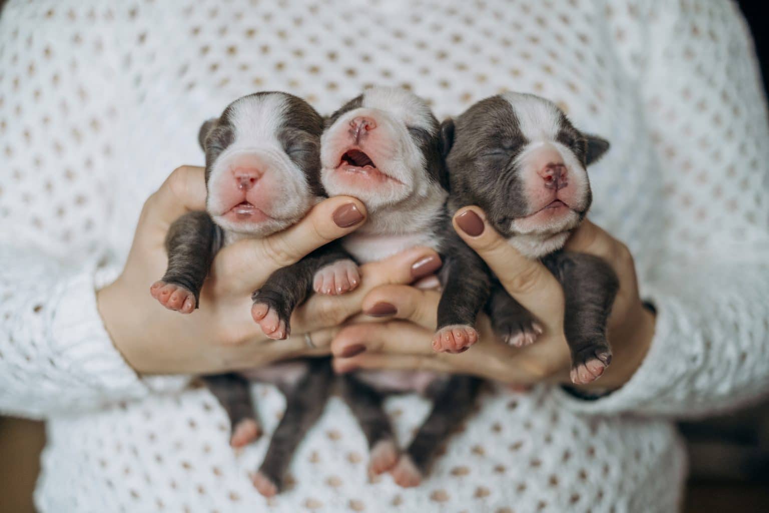 The 4 Puppy Stages: Every Puppy Development Stage Explained