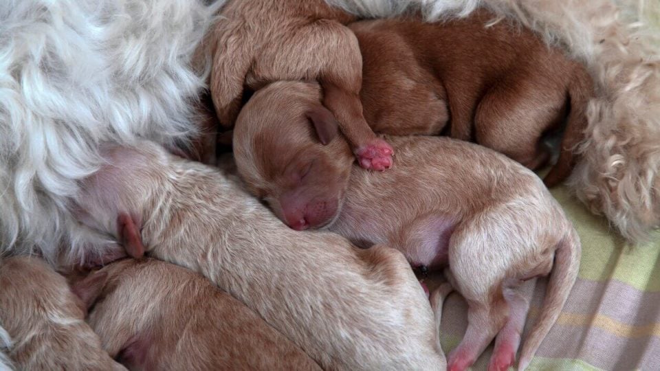 Newborn puppies sleeping with eyes closed