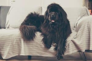 Newfoundland lying on sofa at home