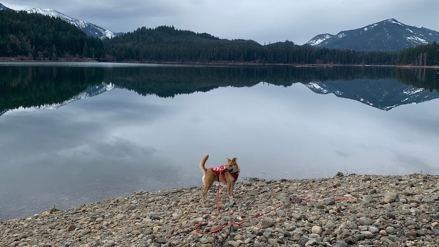 brown dog wearing nimble long leash at mountain lake