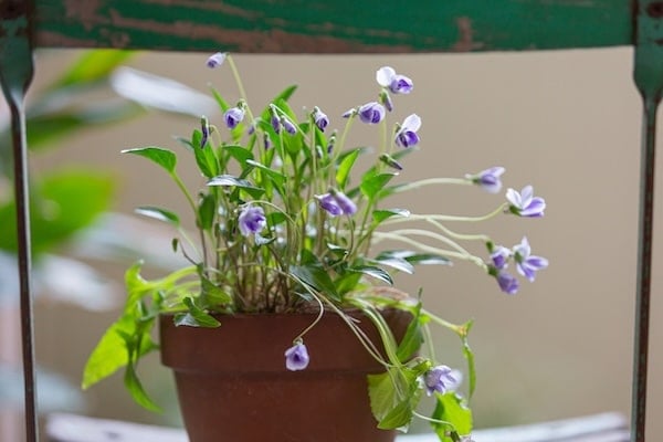 Nodding Violet plant on chair