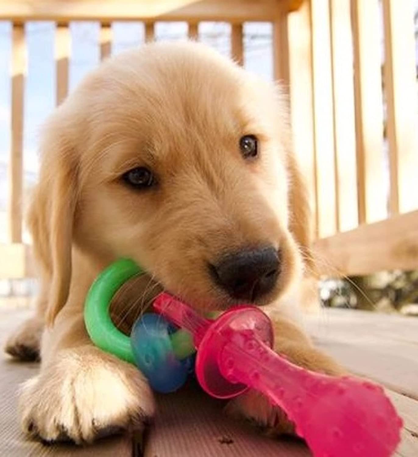 nylabone pacifier toy for teething puppies