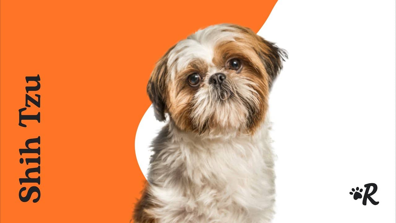 Shih Tzu Essentials: Treats, Food, Chews, Bowls & Toys for Shih Tzu – Heads  Up For Tails