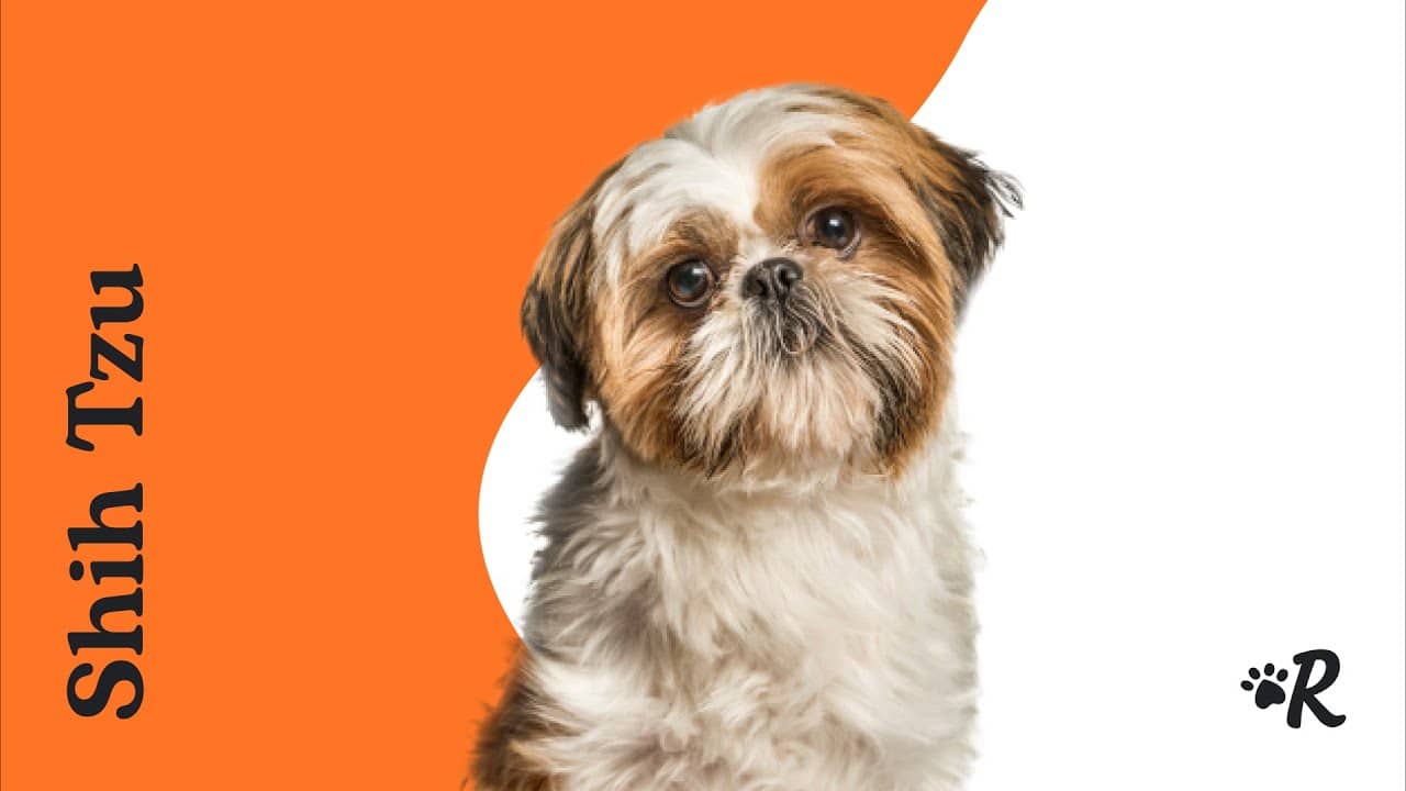 Harnesses for Shih Tzus The Top 5 Options