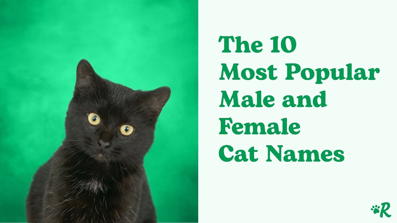 160+ Boy Cat Names — Plus Creative Ways to Name Your Cat