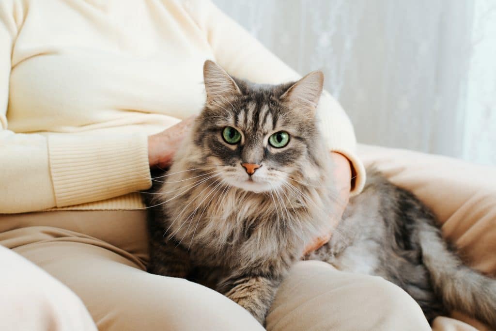 Close-up of gray furry cat sitting on woman's lap and looking at camera with its green eyes. Hands of older woman stroking, caressing fluffy pet resting on legs of owner, indoors.