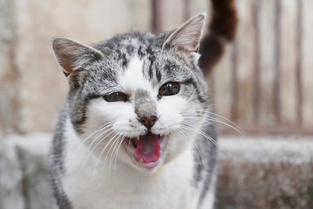 Retrato de un gato con la boca abierta (maullando)