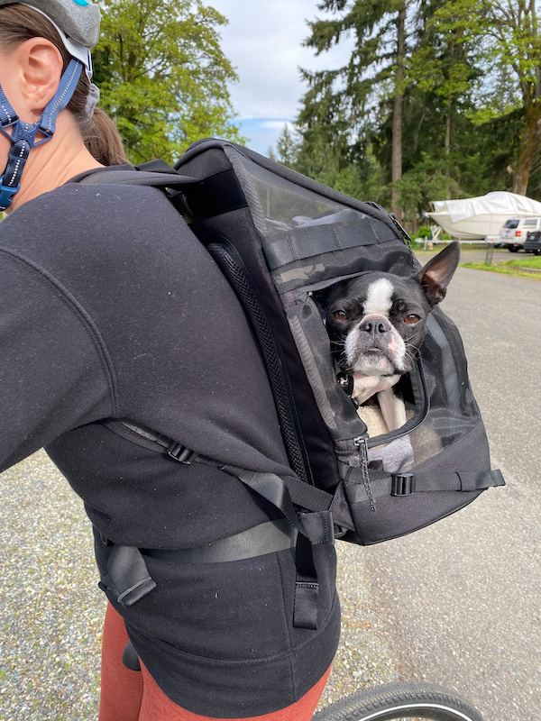 Dog sits in Muttmover dog backpack