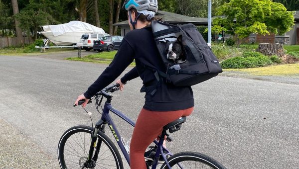 Boston Terrier rides in backpack