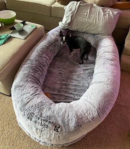 Small dog stands in big dog bed for humans