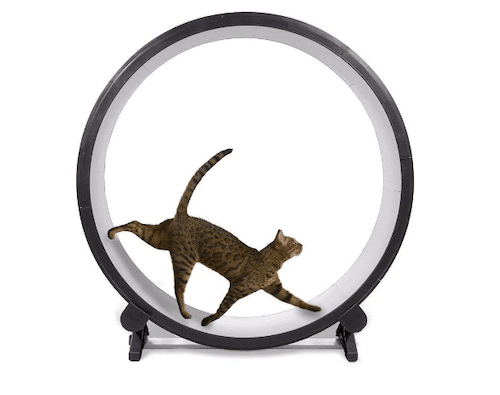 one cat exercise wheel