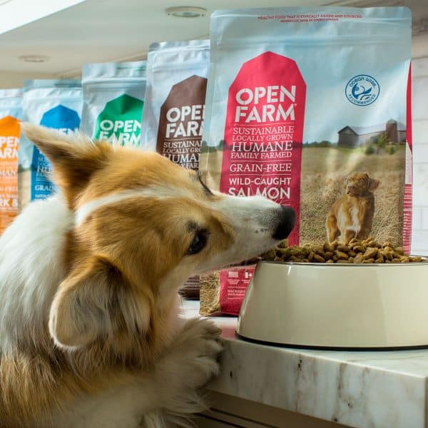 corgi eating a bowl of Open Farm dry food