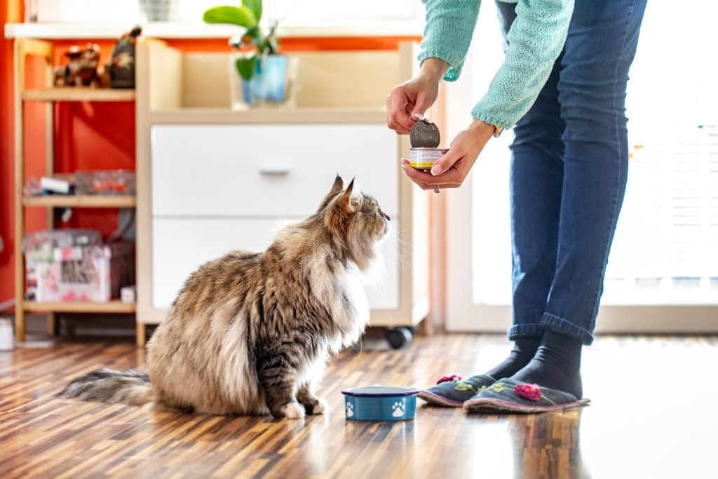 Adult Woman Feeding Her Siberian Cat With Can Food.