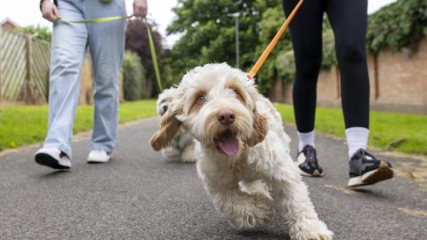 Dog tugging on leash on walk