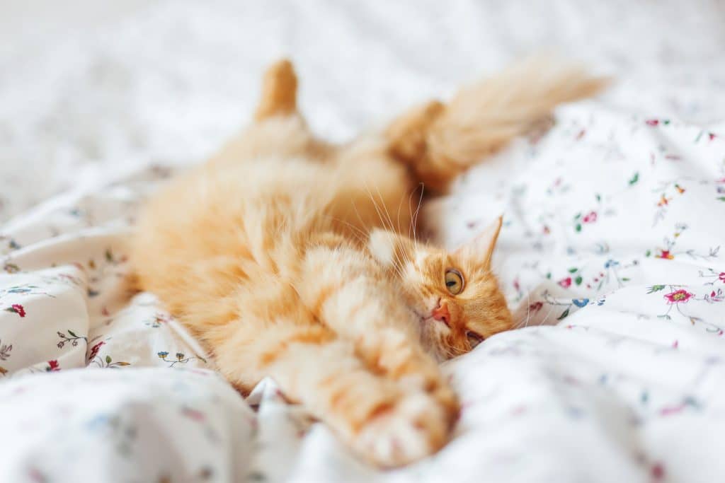 Orange cat showing their belly 