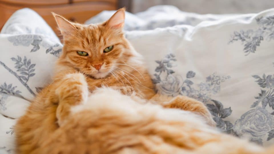 Fluffy orange cat grooming on bed