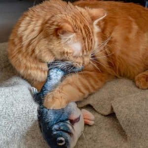 Ginger cat chewing on fish toy