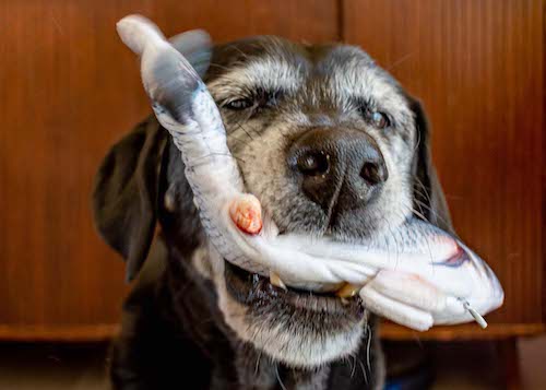 Dog with moving fish toy in his mouth