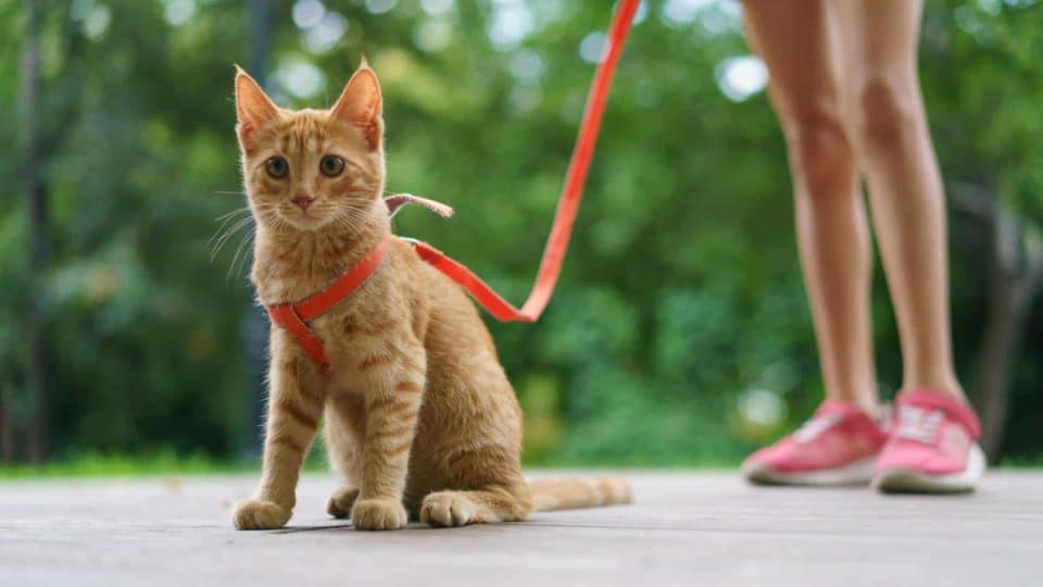 A happy orange cat in a harness with owner