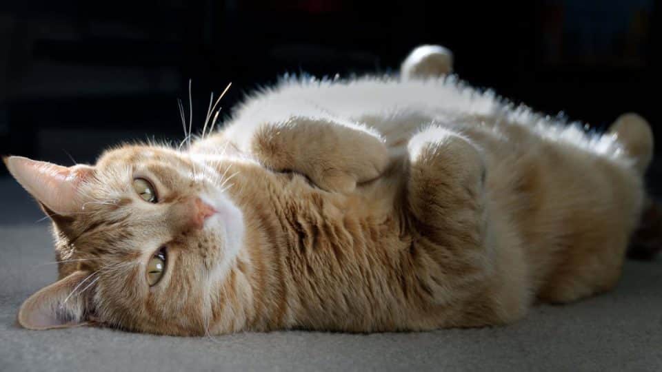 A cute orange polydactyl cat laying down