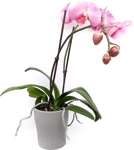 Phalaenopsis Orchid Houseplant Safe for Dogs