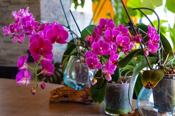 Pink orchids on workbench