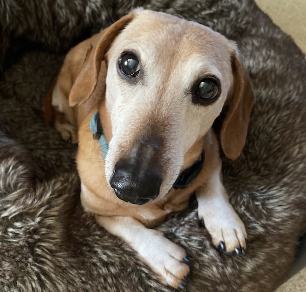 Dog looks at camera with big eyes