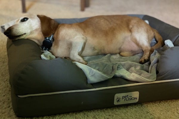 Oscar the Mini-Dachshund rests happily in PetFusion Ultimate dog bed 