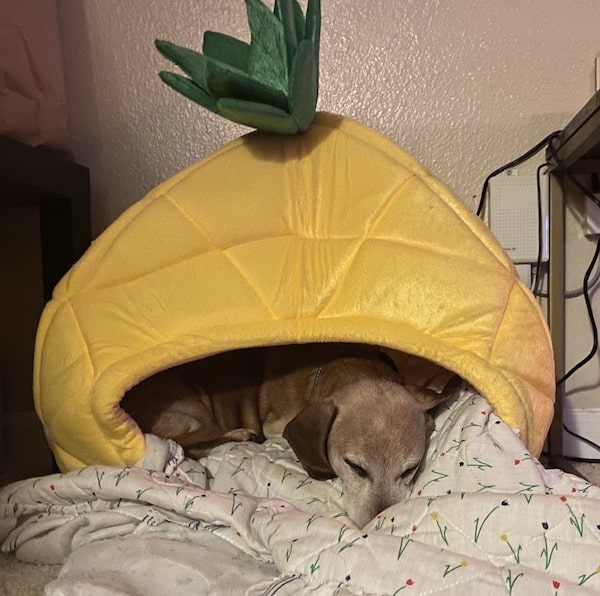 Dog naps in pineapple cave bed.