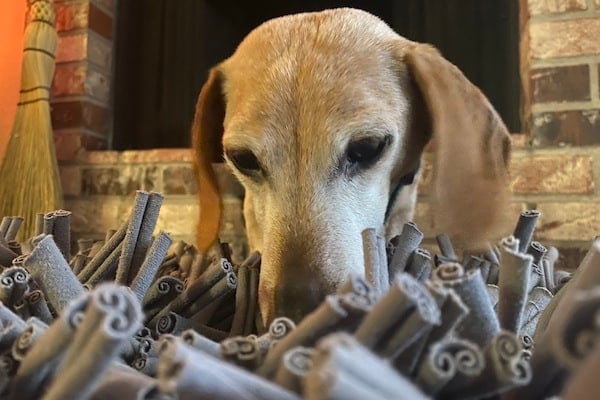 Dog buries face in Paw5 Snuffle Mat