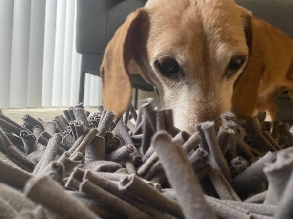 Dog sniffs wooly snuffle mat for treats