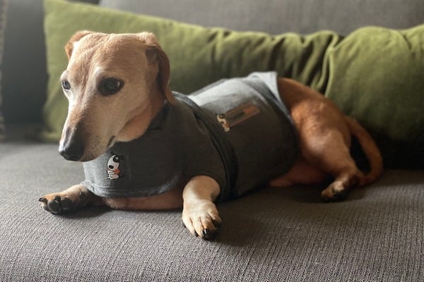 Anxious dog wears thundershirt on couch