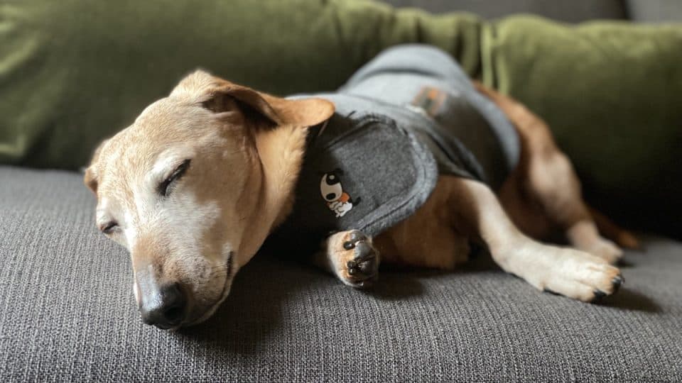 Dog sleeps on couch while wearing thundershirt