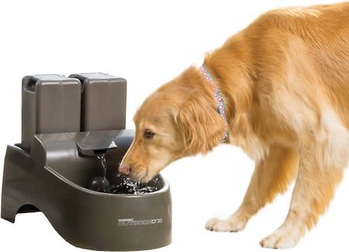Golden Retriever drinking from pet water fountain