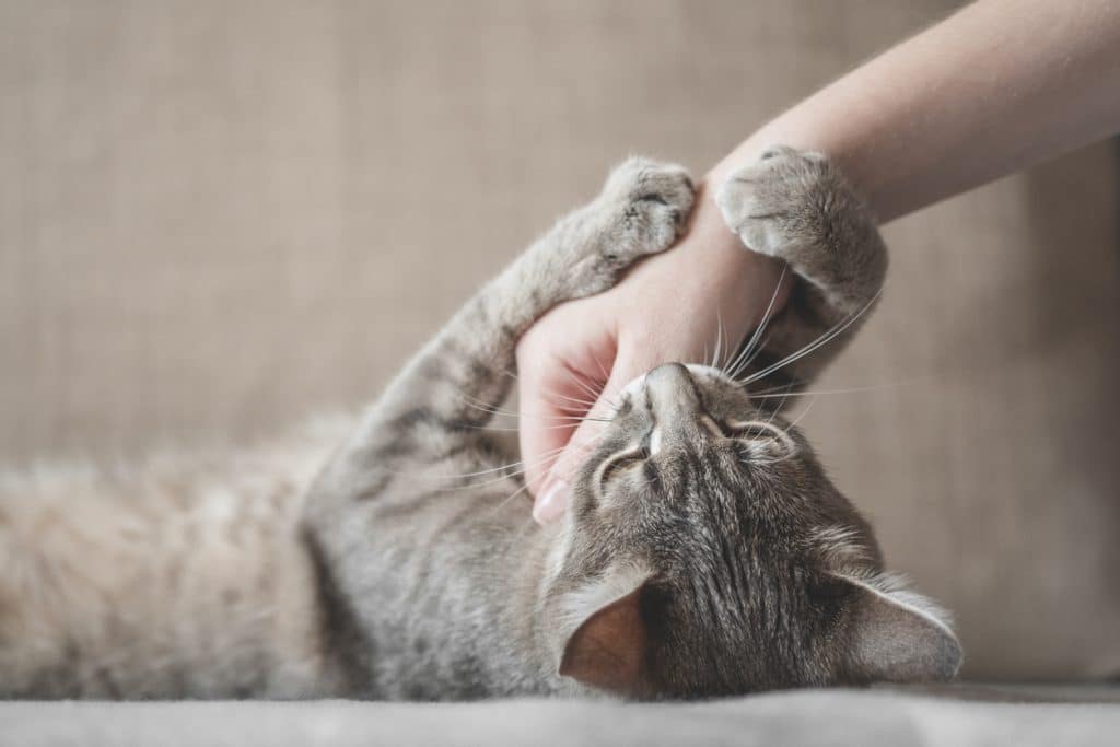 gray striped cat with woman's hand on a brown background. World Pet Day.