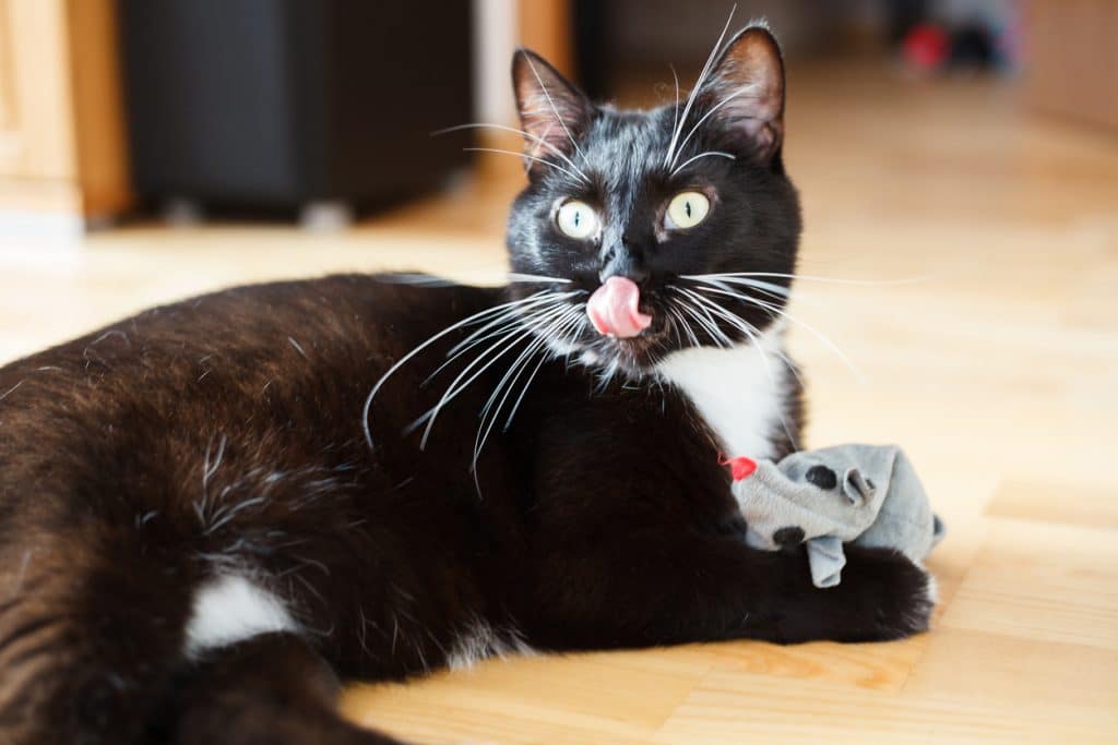 Gato jugando con un ratón de juguete