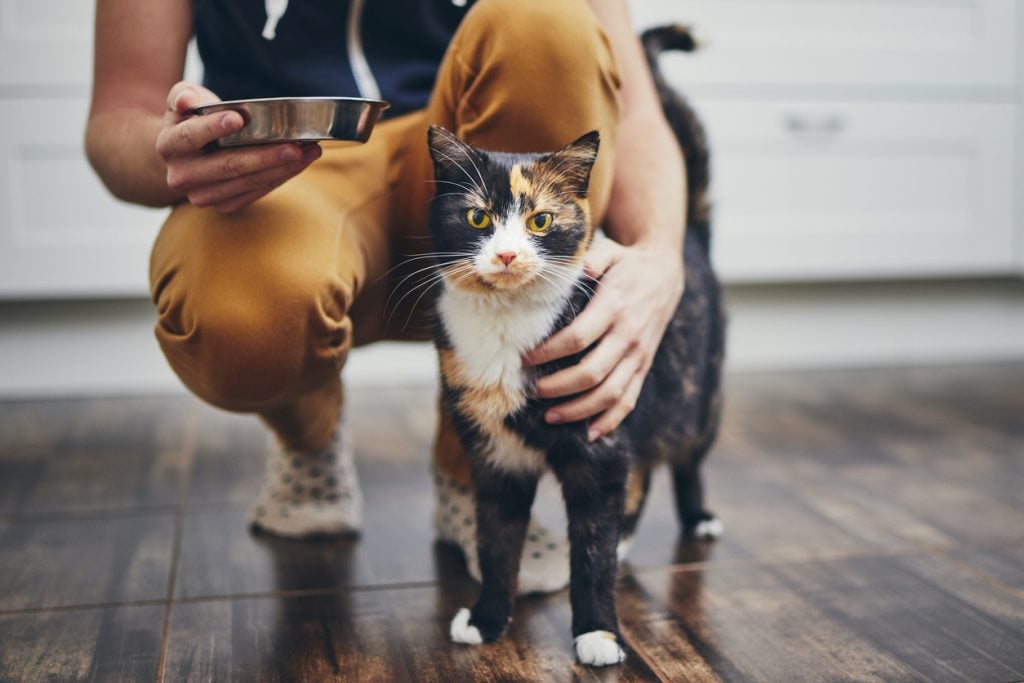 Vida doméstica con una mascota. Hombre sosteniendo un cuenco con comida para su gato.