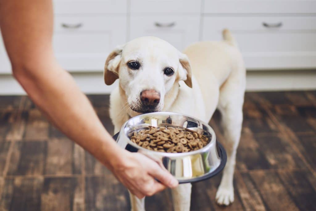 Pet parent feeding their dog nutritious food
