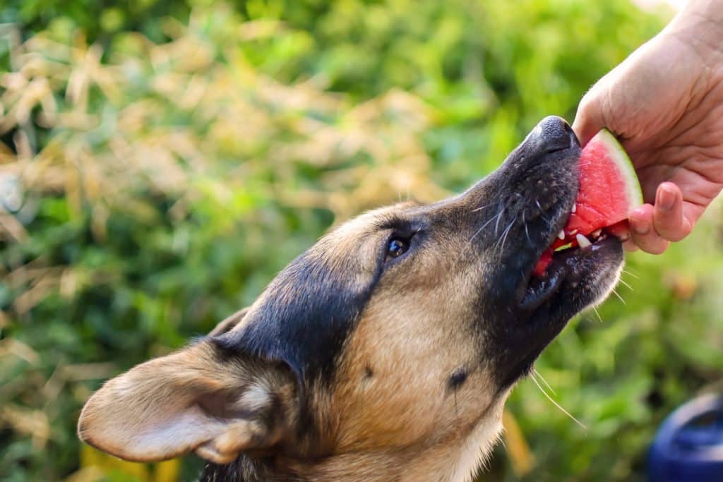 A German Shepherd eating a watermelon piece